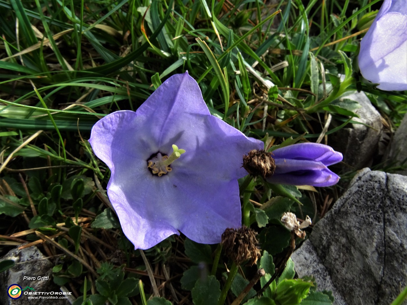 17 Campanula dell'arciduca (Campanula raineri).JPG